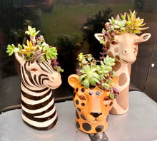 Load image into Gallery viewer, 3 TALL CERAMIC ANIMAL HEAD PLANTERS FOR AIR PLANTS OR SUCCULENTS. 9” TALL BY 5.5” WIDE BY 8.5” DEEP WITH OPENING OF 1.5” | NO DRAINAGE | ZEBRA HEAD IS WHITE WITH BLACK STRIPES, GIRAFFE HEAD IS LIGHT TAN WITH BROWN SPOTS, AND LEOPARD HEAD IS DARK TAN WITH BLACK SPOTS | DETAILED FACES | HOLDING SUCCULENTS.